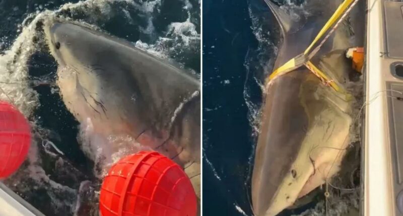 Largest male white shark 'Contenderâs latest ping offers insight into how shark behaves